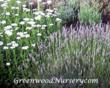 Greenwood Nursery Announces Its Annual 'Book Your Lavender Plants...